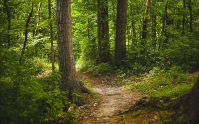 Polsko- niemiecka wymiana doświadczeń „ Rozszerzenie oferty  rekreacyjno – uzdrowiskowej w Euroregionie Pomerania na przykładzie lasu Uzdrowiskowo -Terapeutycznego w Heringsdorfie